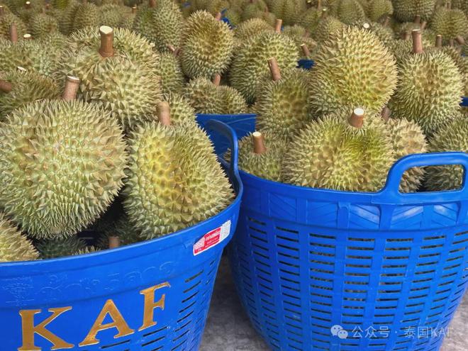 ：从泰国果园到中国餐桌的品质传奇CQ9电子专用平台泰国KAF集团(图10)