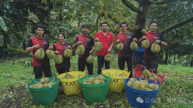：从泰国果园到中国餐桌的品质传奇CQ9电子专用平台泰国KAF集团(图11)