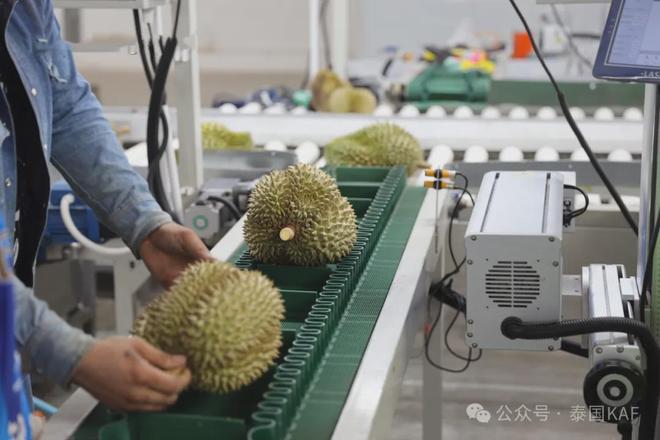 ：从泰国果园到中国餐桌的品质传奇CQ9电子专用平台泰国KAF集团(图7)